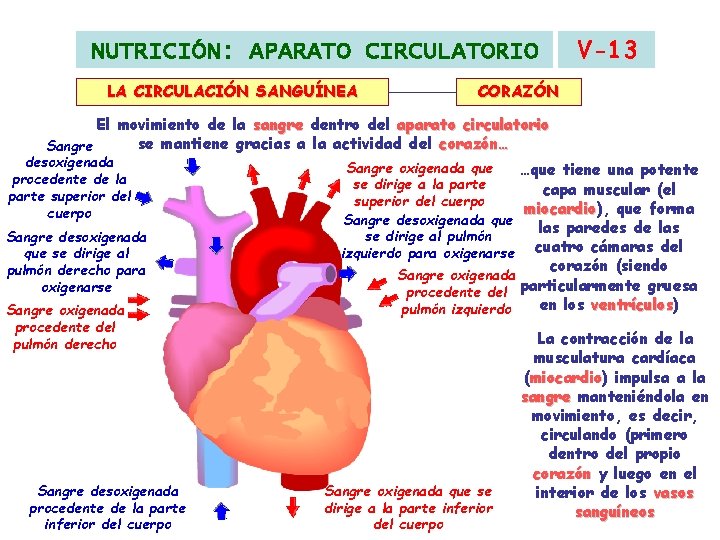 V-13 NUTRICIÓN: APARATO CIRCULATORIO LA CIRCULACIÓN SANGUÍNEA CORAZÓN El movimiento de la sangre dentro V-13 NUTRICIÓN: APARATO CIRCULATORIO LA CIRCULACIÓN SANGUÍNEA CORAZÓN El movimiento de la sangre dentro