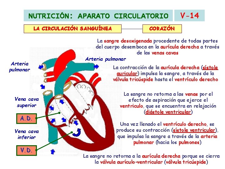NUTRICIÓN: APARATO CIRCULATORIO LA CIRCULACIÓN SANGUÍNEA Arteria pulmonar Vena cava superior A. D. Vena NUTRICIÓN: APARATO CIRCULATORIO LA CIRCULACIÓN SANGUÍNEA Arteria pulmonar Vena cava superior A. D. Vena