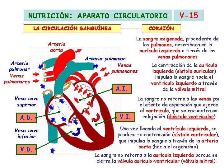 NUTRICIÓN: APARATO CIRCULATORIO LA CIRCULACIÓN SANGUÍNEA CORAZÓN La sangre oxigenada, oxigenada procedente de los NUTRICIÓN: APARATO CIRCULATORIO LA CIRCULACIÓN SANGUÍNEA CORAZÓN La sangre oxigenada, oxigenada procedente de los