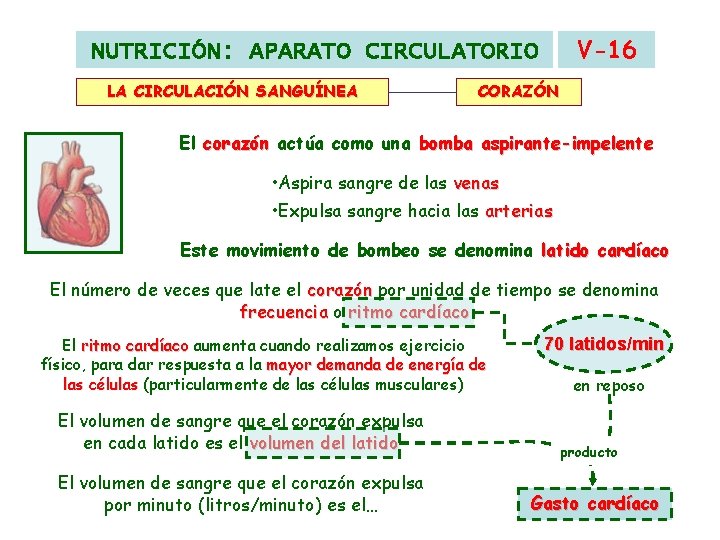 V-16 NUTRICIÓN: APARATO CIRCULATORIO LA CIRCULACIÓN SANGUÍNEA CORAZÓN El corazón actúa como una bomba V-16 NUTRICIÓN: APARATO CIRCULATORIO LA CIRCULACIÓN SANGUÍNEA CORAZÓN El corazón actúa como una bomba
