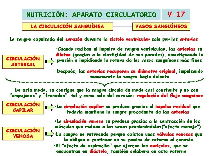 NUTRICIÓN: APARATO CIRCULATORIO LA CIRCULACIÓN SANGUÍNEA V-17 VASOS SANGUÍNEOS La sangre expulsada del corazón NUTRICIÓN: APARATO CIRCULATORIO LA CIRCULACIÓN SANGUÍNEA V-17 VASOS SANGUÍNEOS La sangre expulsada del corazón