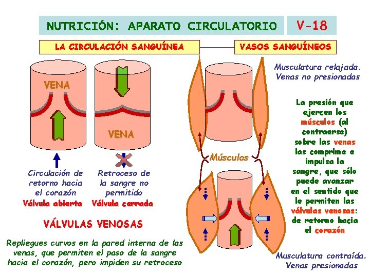 NUTRICIÓN: APARATO CIRCULATORIO LA CIRCULACIÓN SANGUÍNEA VASOS SANGUÍNEOS Musculatura relajada. Venas no presionadas VENA NUTRICIÓN: APARATO CIRCULATORIO LA CIRCULACIÓN SANGUÍNEA VASOS SANGUÍNEOS Musculatura relajada. Venas no presionadas VENA