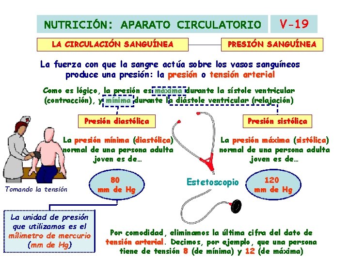 NUTRICIÓN: APARATO CIRCULATORIO LA CIRCULACIÓN SANGUÍNEA V-19 PRESIÓN SANGUÍNEA La fuerza con que la NUTRICIÓN: APARATO CIRCULATORIO LA CIRCULACIÓN SANGUÍNEA V-19 PRESIÓN SANGUÍNEA La fuerza con que la