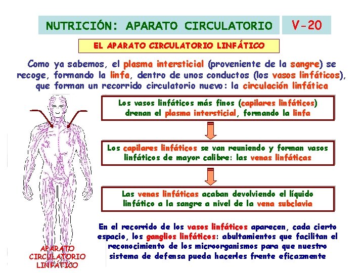 NUTRICIÓN: APARATO CIRCULATORIO V-20 EL APARATO CIRCULATORIO LINFÁTICO Como ya sabemos, el plasma intersticial NUTRICIÓN: APARATO CIRCULATORIO V-20 EL APARATO CIRCULATORIO LINFÁTICO Como ya sabemos, el plasma intersticial