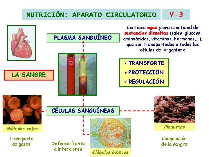 V-3 NUTRICIÓN: APARATO CIRCULATORIO PLASMA SANGUÍNEO Contiene agua y gran cantidad de sustancias disueltas V-3 NUTRICIÓN: APARATO CIRCULATORIO PLASMA SANGUÍNEO Contiene agua y gran cantidad de sustancias disueltas
