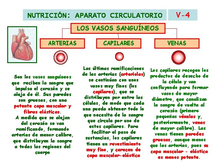 NUTRICIÓN: APARATO CIRCULATORIO V-4 LOS VASOS SANGUÍNEOS ARTERIAS Son los vasos sanguíneos que reciben NUTRICIÓN: APARATO CIRCULATORIO V-4 LOS VASOS SANGUÍNEOS ARTERIAS Son los vasos sanguíneos que reciben