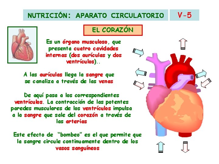 NUTRICIÓN: APARATO CIRCULATORIO EL CORAZÓN Es un órgano musculoso, musculoso que presenta cuatro cavidades NUTRICIÓN: APARATO CIRCULATORIO EL CORAZÓN Es un órgano musculoso, musculoso que presenta cuatro cavidades