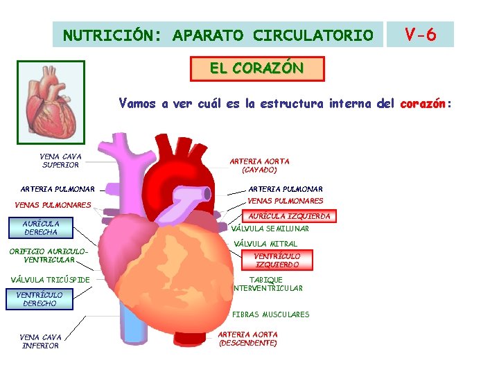 NUTRICIÓN: APARATO CIRCULATORIO V-6 EL CORAZÓN Vamos a ver cuál es la estructura interna NUTRICIÓN: APARATO CIRCULATORIO V-6 EL CORAZÓN Vamos a ver cuál es la estructura interna