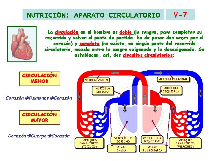 NUTRICIÓN: APARATO CIRCULATORIO V-7 La circulación en el hombre es doble (la sangre, para NUTRICIÓN: APARATO CIRCULATORIO V-7 La circulación en el hombre es doble (la sangre, para