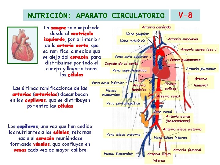 V-8 NUTRICIÓN: APARATO CIRCULATORIO La sangre sale impulsada desde el ventrículo izquierdo, izquierdo por V-8 NUTRICIÓN: APARATO CIRCULATORIO La sangre sale impulsada desde el ventrículo izquierdo, izquierdo por