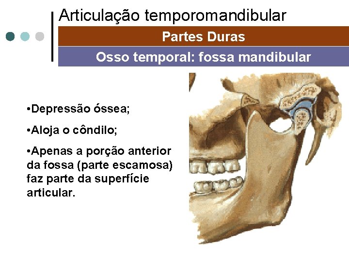 Articulação temporomandibular Partes Duras Osso temporal: fossa mandibular • Depressão óssea; • Aloja o