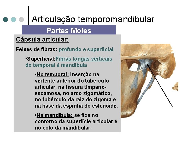 Articulação temporomandibular Partes Moles Cápsula articular: Feixes de fibras: profundo e superficial • Superficial:
