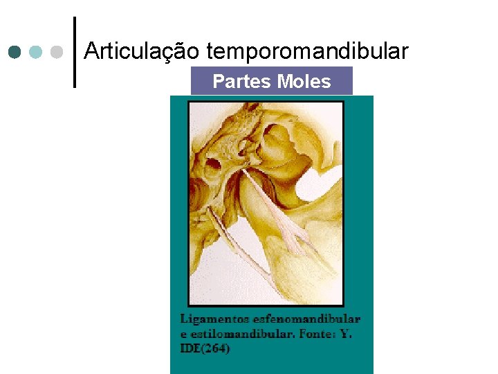 Articulação temporomandibular Partes Moles 