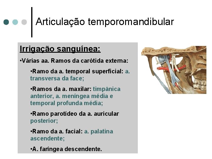 Articulação temporomandibular Irrigação sanguínea: • Várias aa. Ramos da carótida externa: • Ramo da