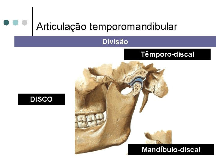 Articulação temporomandibular Divisão Têmporo-discal DISCO Mandíbulo-discal 