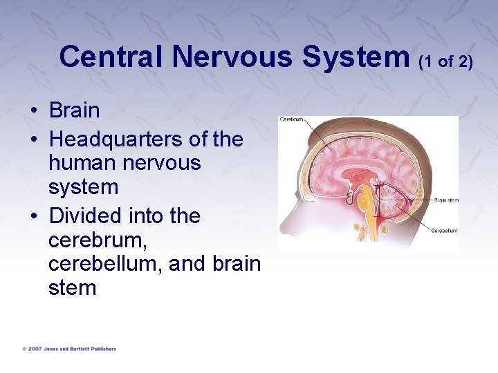 Central Nervous System (1 of 2) • Brain • Headquarters of the human nervous