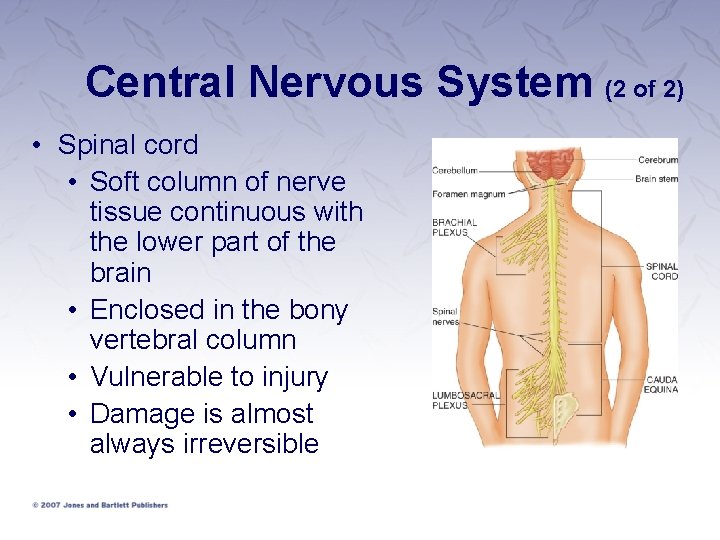 Central Nervous System (2 of 2) • Spinal cord • Soft column of nerve