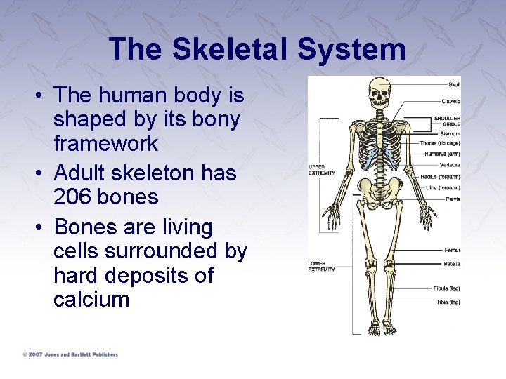 The Skeletal System • The human body is shaped by its bony framework •