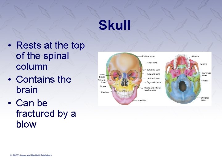 Skull • Rests at the top of the spinal column • Contains the brain