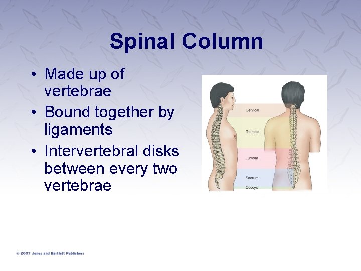 Spinal Column • Made up of vertebrae • Bound together by ligaments • Intervertebral