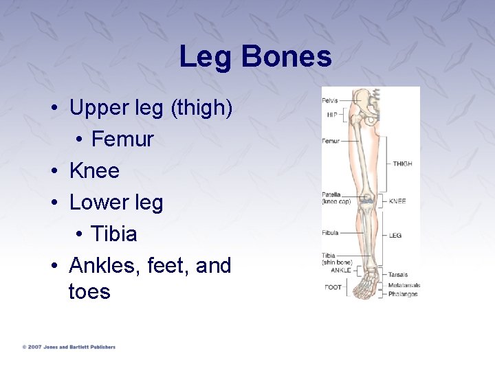 Leg Bones • Upper leg (thigh) • Femur • Knee • Lower leg •