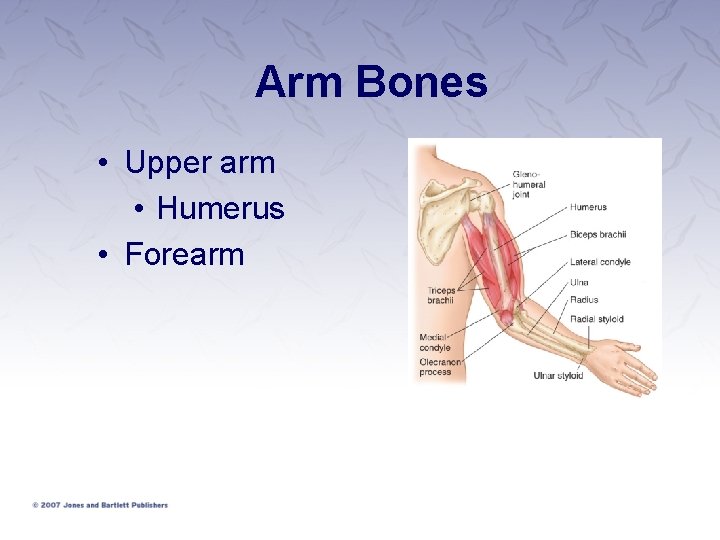 Arm Bones • Upper arm • Humerus • Forearm 