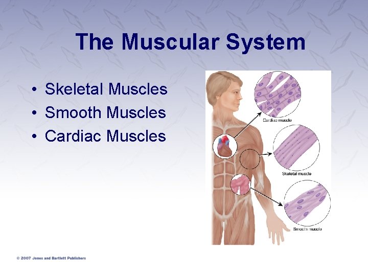 The Muscular System • Skeletal Muscles • Smooth Muscles • Cardiac Muscles 