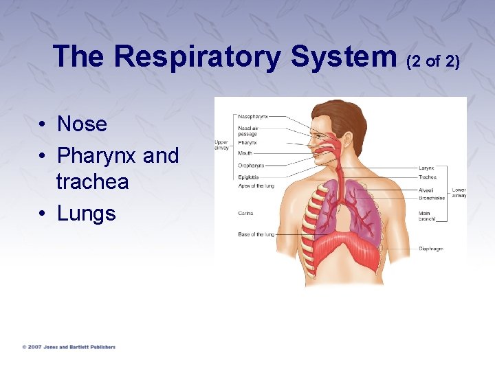 The Respiratory System (2 of 2) • Nose • Pharynx and trachea • Lungs