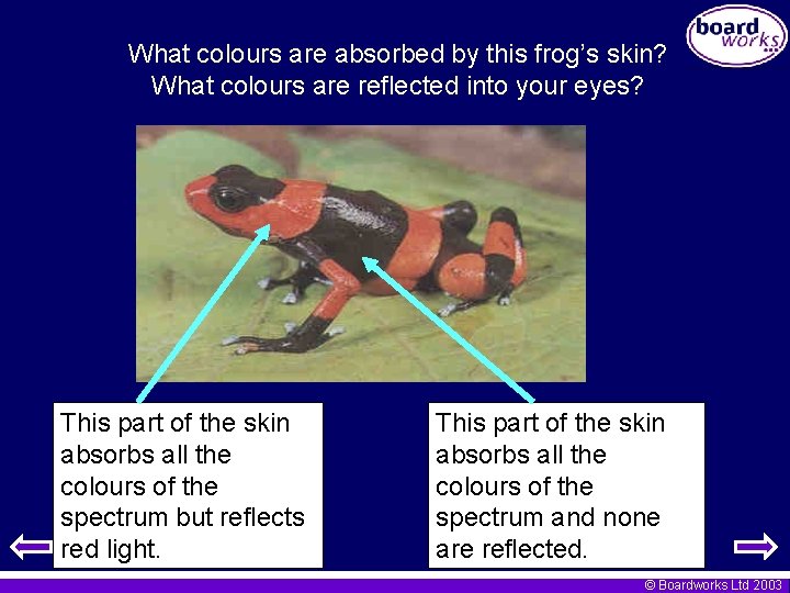 What colours are absorbed by this frog’s skin? What colours are reflected into your