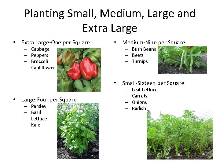 Planting Small, Medium, Large and Extra Large • Extra Large-One per Square – –