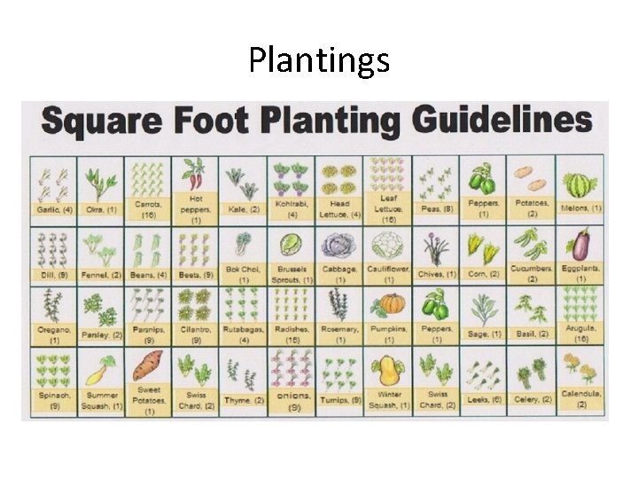 Plantings 