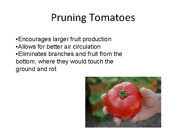 Pruning Tomatoes • Encourages larger fruit production • Allows for better air circulation •