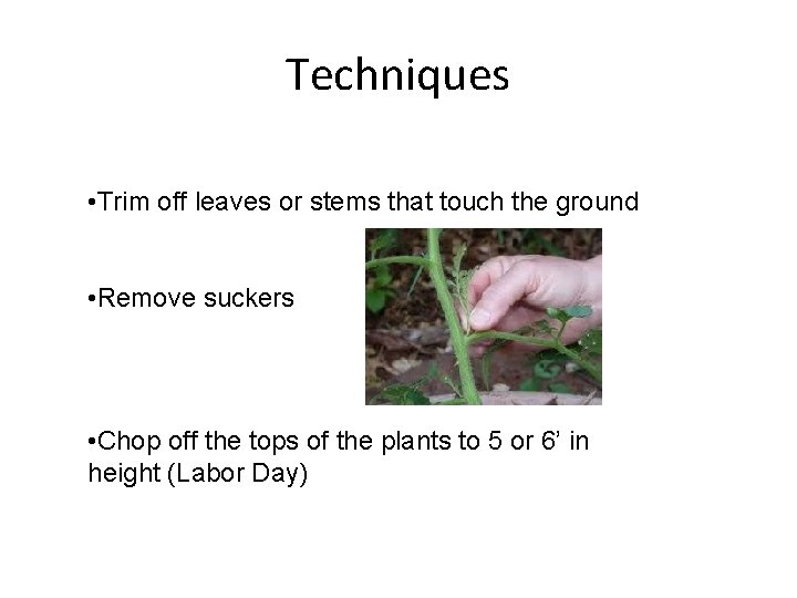 Techniques • Trim off leaves or stems that touch the ground • Remove suckers