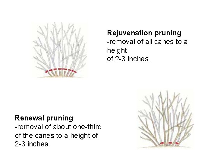 Rejuvenation pruning -removal of all canes to a height of 2 -3 inches. Renewal