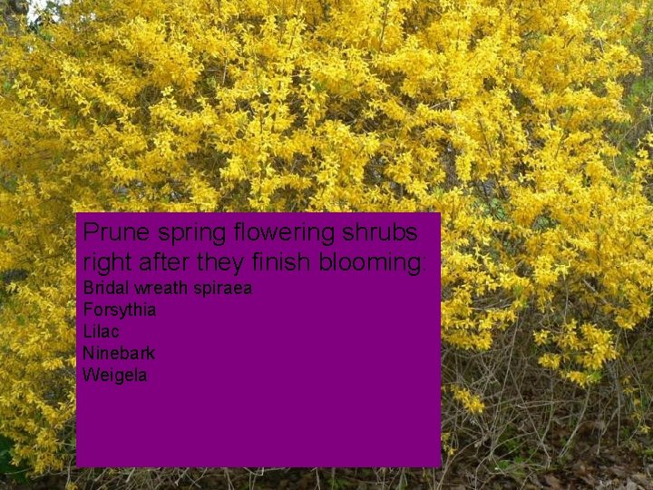 Prune spring flowering shrubs right after they finish blooming: Bridal wreath spiraea Forsythia Lilac