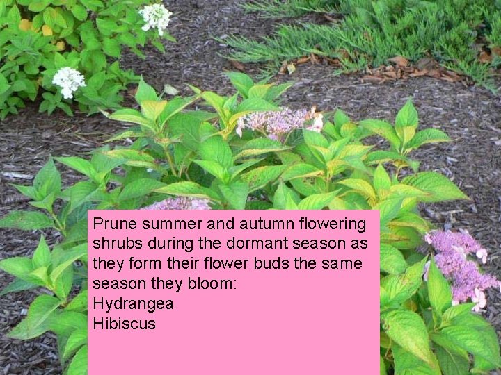 Prune summer and autumn flowering shrubs during the dormant season as they form their