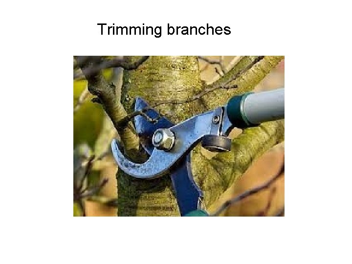 Trimming branches 