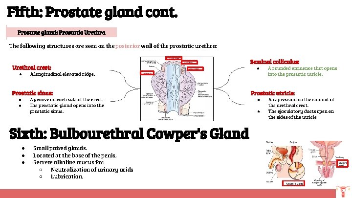 Fifth: Prostate gland cont. Prostate gland: Prostatic Urethra The following structures are seen on