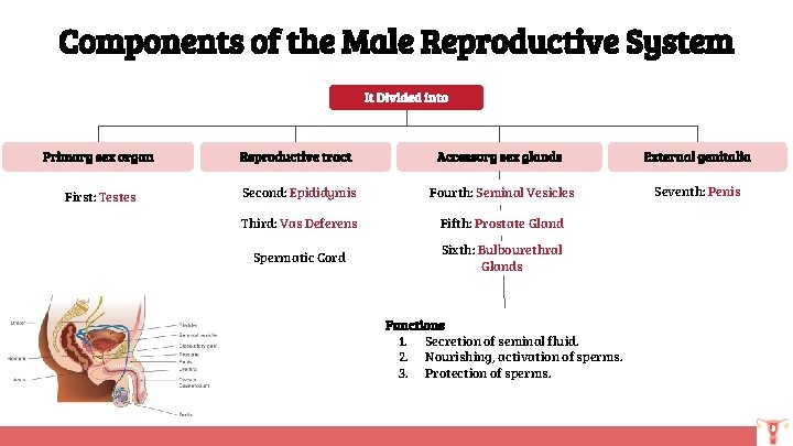 Components of the Male Reproductive System It Divided into Primary sex organ Reproductive tract