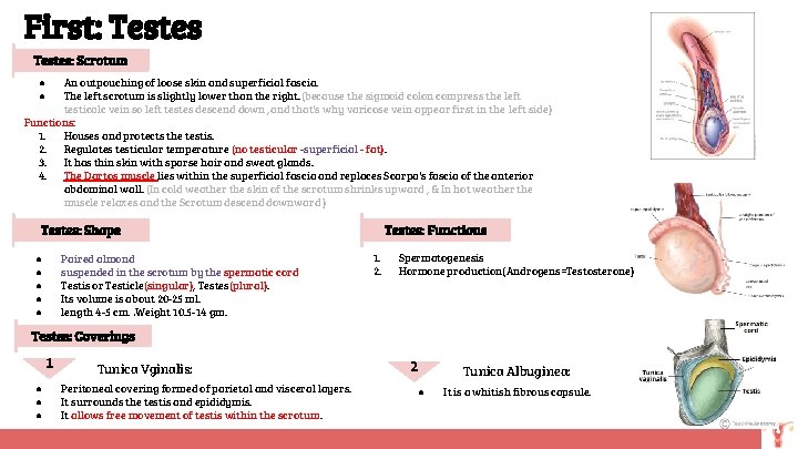 First: Testes: Scrotum An outpouching of loose skin and superficial fascia. The left scrotum