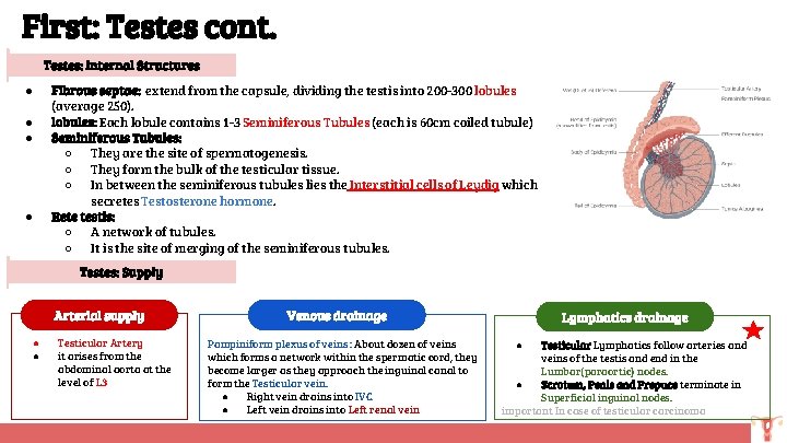 First: Testes cont. Testes: Internal Structures ● ● Fibrous septae: extend from the capsule,