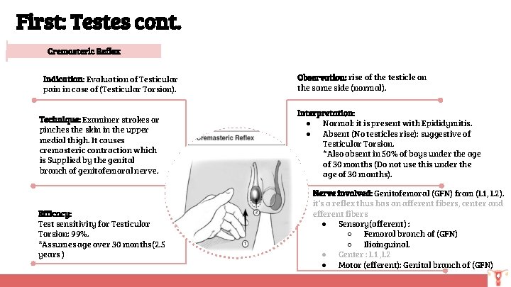 First: Testes cont. Cremasteric Reflex Observation: rise of the testicle on the same side