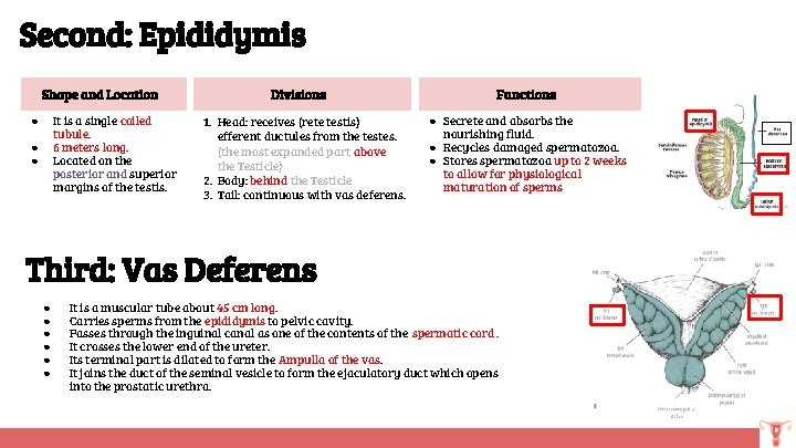 Second: Epididymis Shape and Location It is a single coiled tubule. 6 meters long.