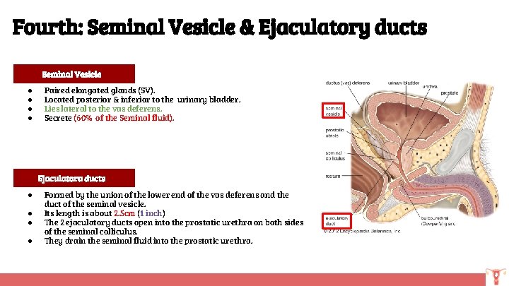 Fourth: Seminal Vesicle & Ejaculatory ducts Seminal Vesicle ● ● Paired elongated glands (SV).