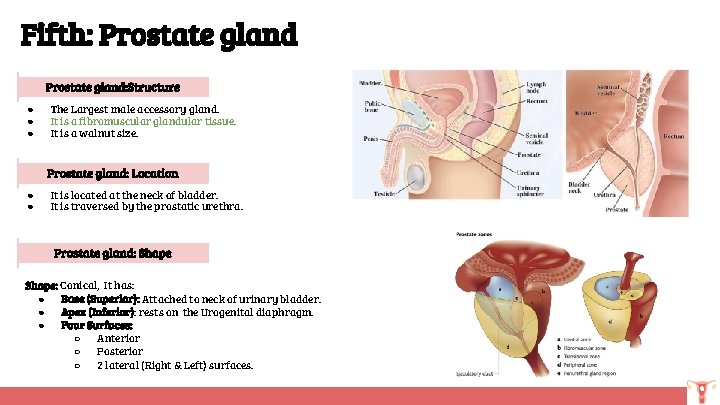 Fifth: Prostate gland: Structure ● ● ● The Largest male accessory gland. It is