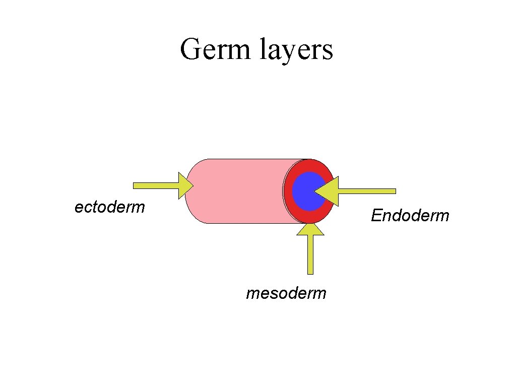 Germ layers ectoderm Endoderm mesoderm 