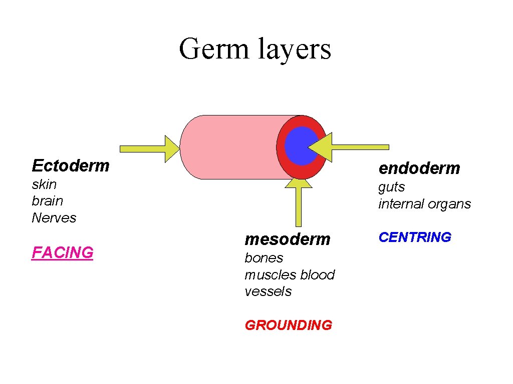 Germ layers Ectoderm endoderm skin brain Nerves FACING guts internal organs mesoderm bones muscles