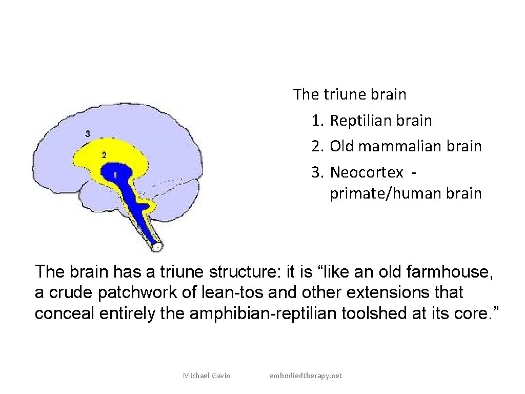 The triune brain 1. Reptilian brain 2. Old mammalian brain 3. Neocortex primate/human brain