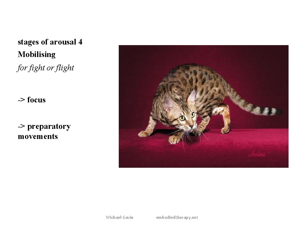 stages of arousal 4 Mobilising for fight or flight -> focus -> preparatory movements