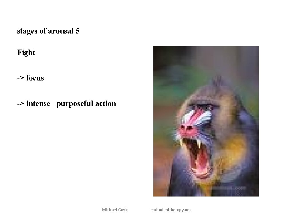 stages of arousal 5 Fight -> focus -> intense purposeful action Michael Gavin embodiedtherapy.